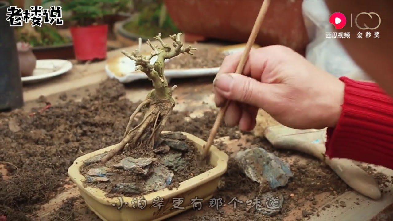 带你见识一盆有个性的盆景，材料非常简单，可组合起来却很费脑子