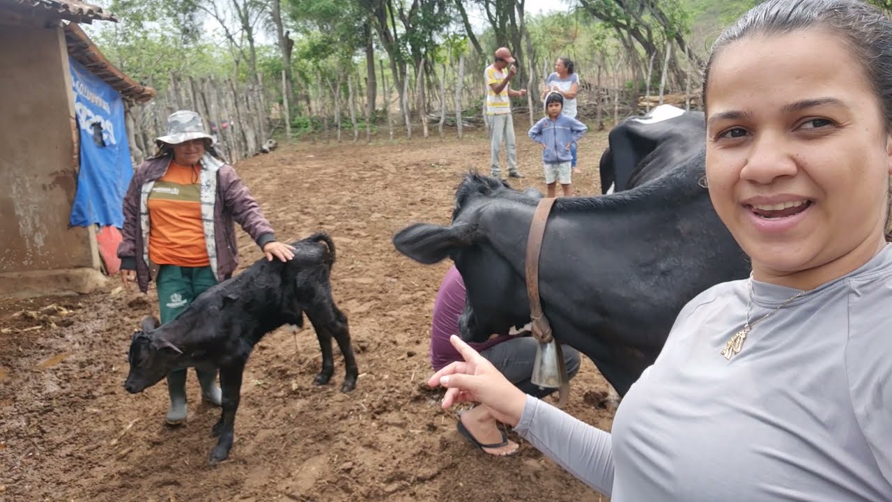 Primeiro vídeo do canal / Nascimento do Bezerro CAFÉ/   TRUFA mãe