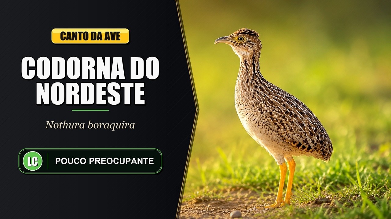 Canto da Codorna do Nordeste / Codorniz | White-bellied Nothura | Nothura Boraquira