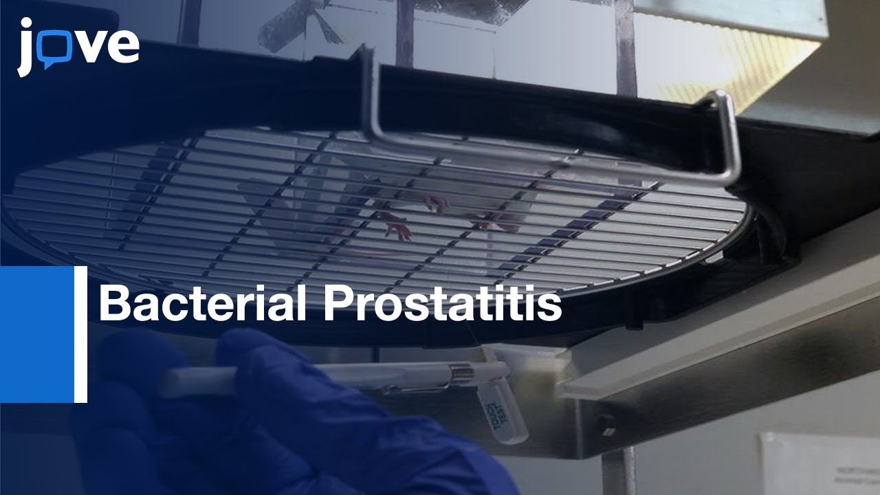 Tactile Allodynia Meaurement in a Model of Bacterial Prostatitis | Protocol Preview