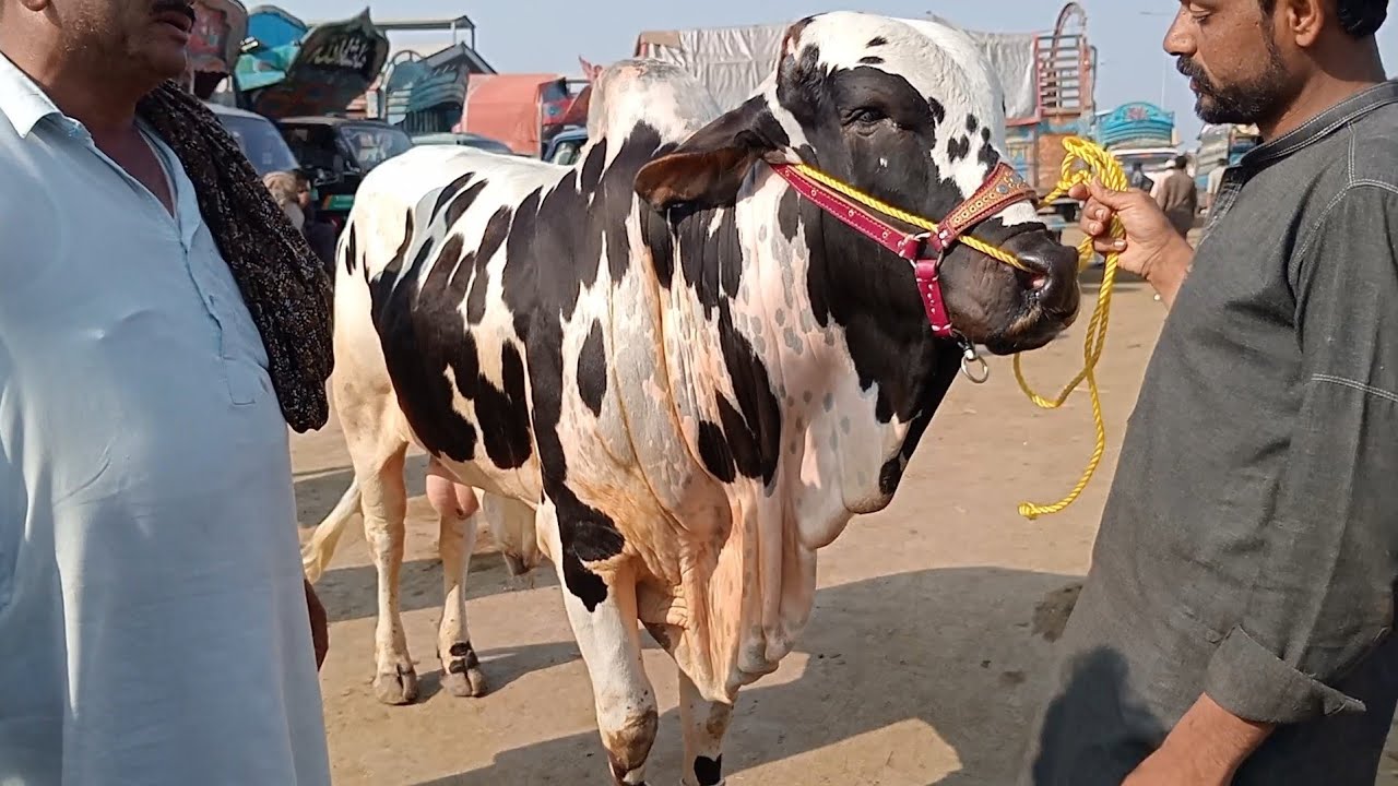 Cow Mandi update desi bachade sahiwal bachade cholesterni bachade Sajjad Lahori shoq