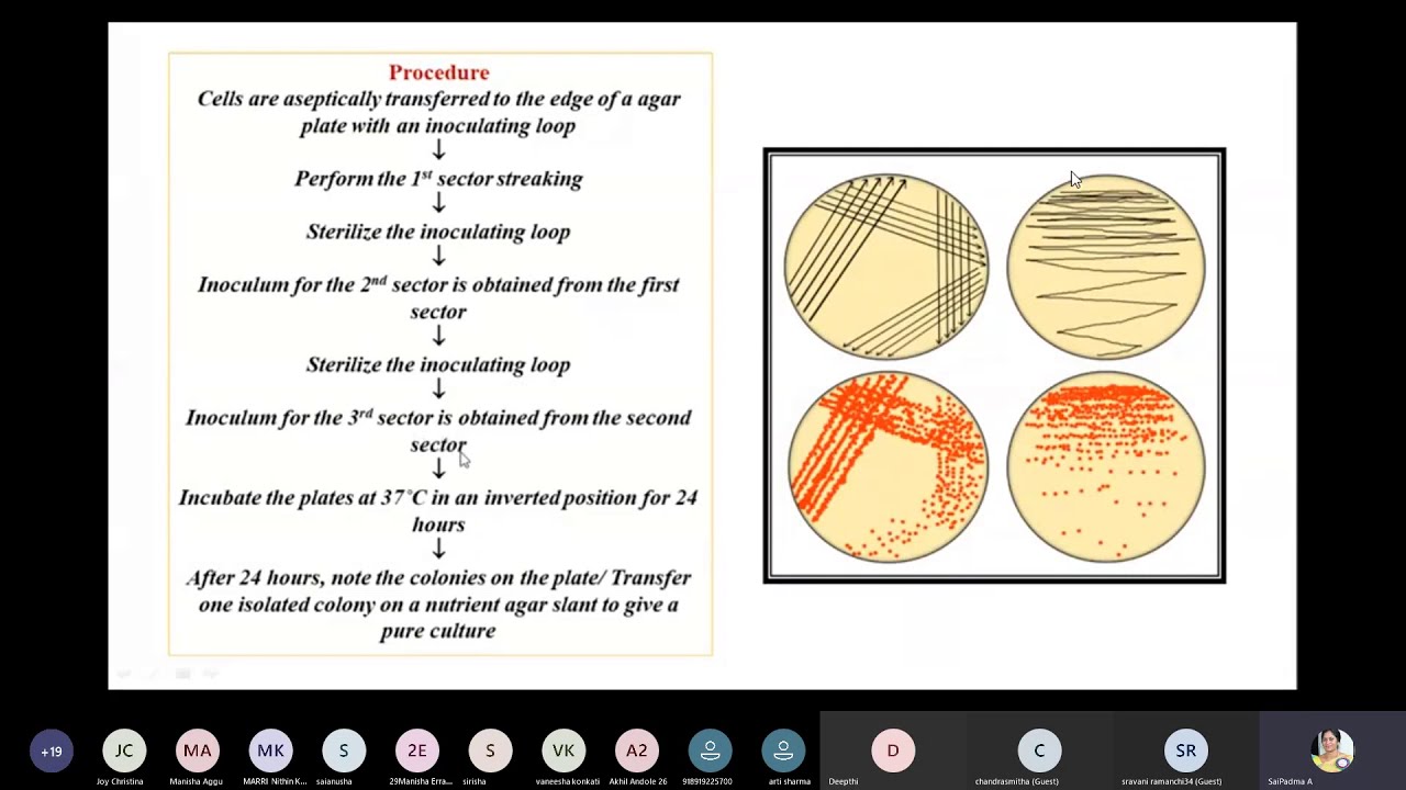 Serial dilution of sample and Isolation of  pure cultures.