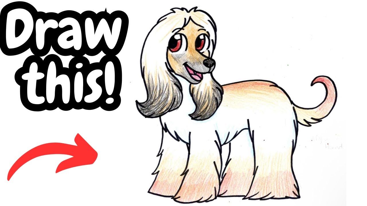 How to Draw an Afghan Hound!