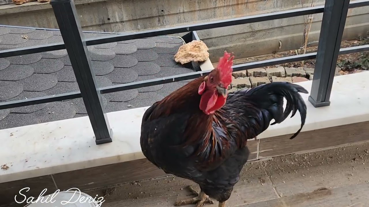Malatya tavuklara yoğurt yediriyorum, Beylerderesi treni ne taşıyor?