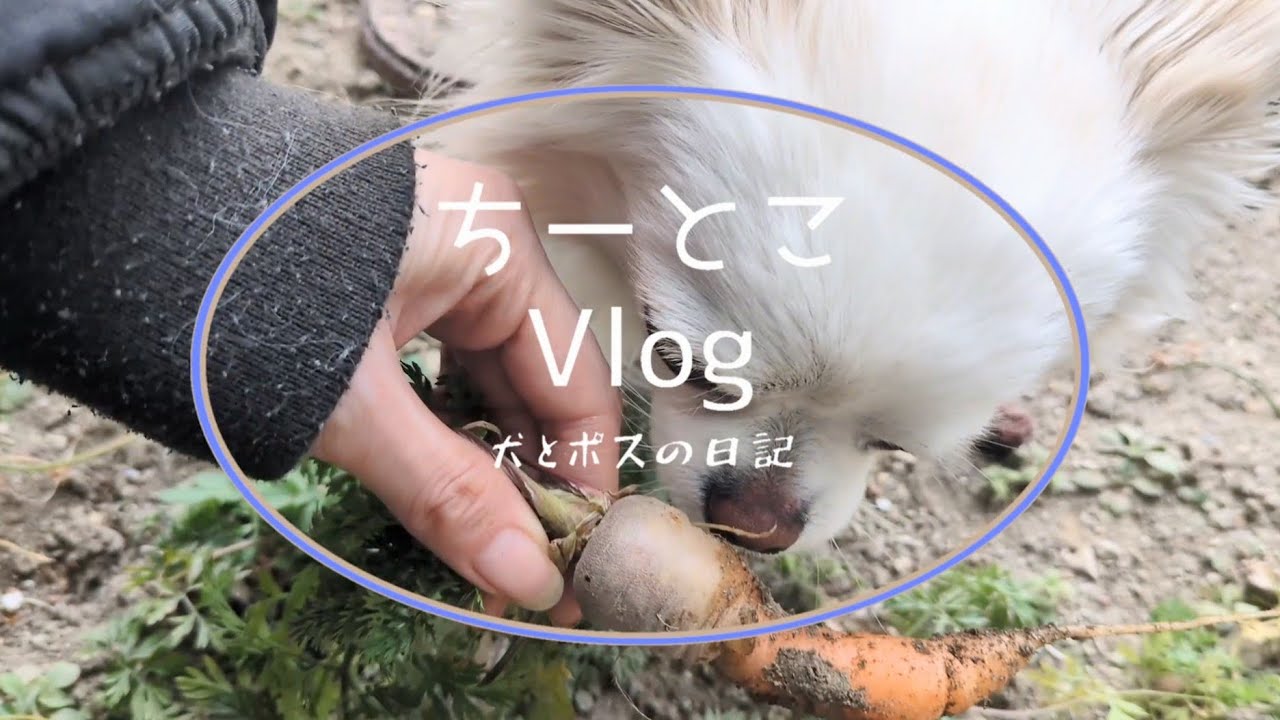 人参🥕の収穫して肉球クリームを作って過ごした日