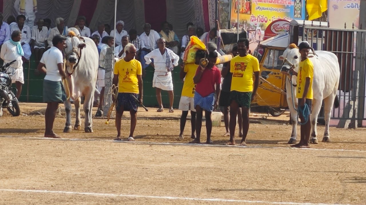 My channel motivation is giving knowledge of Ongole Cattle