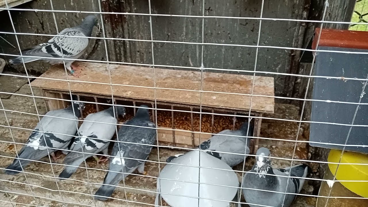 СПОРТИВНІ ГОЛУБИ