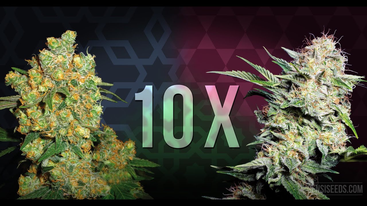 Top 10 der besten Cannabis-Sorten f&uuml;r den Eigenanbau 2022 Top 10 der besten Marihuana-Sorten