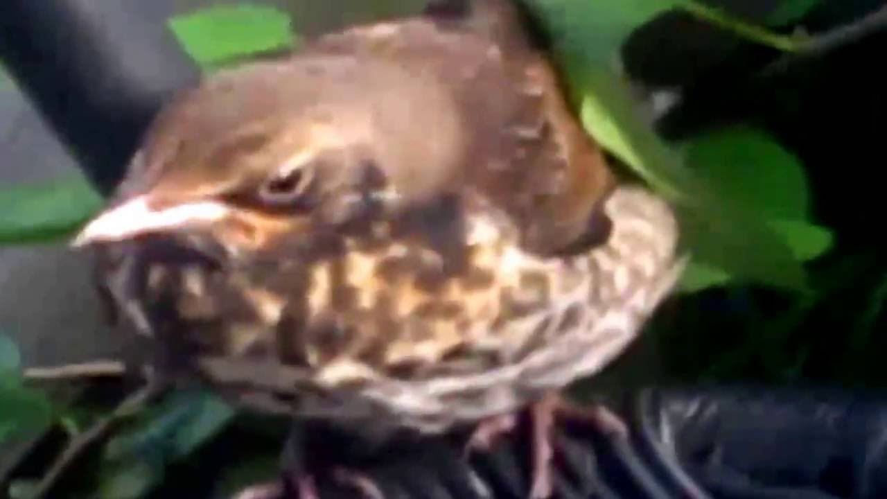 raksilan kovin pullea k&auml;ki