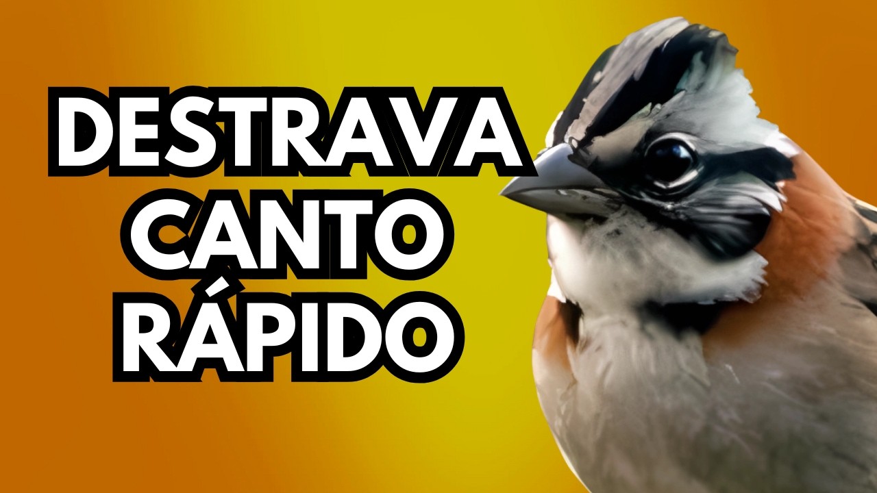 CANTO DO TICO TICO PRA ENSINAR E FOGUEAR O SEU TICO TICO ESQUENTA QUALQUER TICO DESTRAVA CANTO