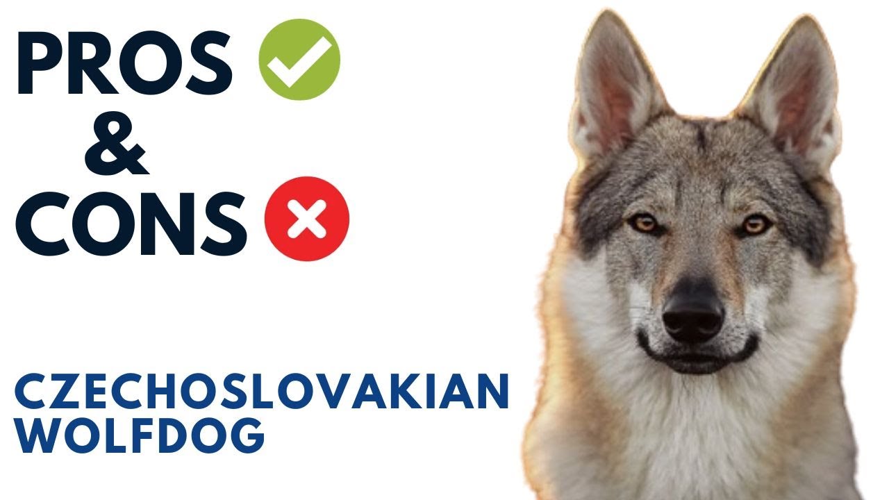 Czechoslovakian Wolfdog Pros and Cons | Czechoslovakian Vlcak  Advantages and Disadvantages