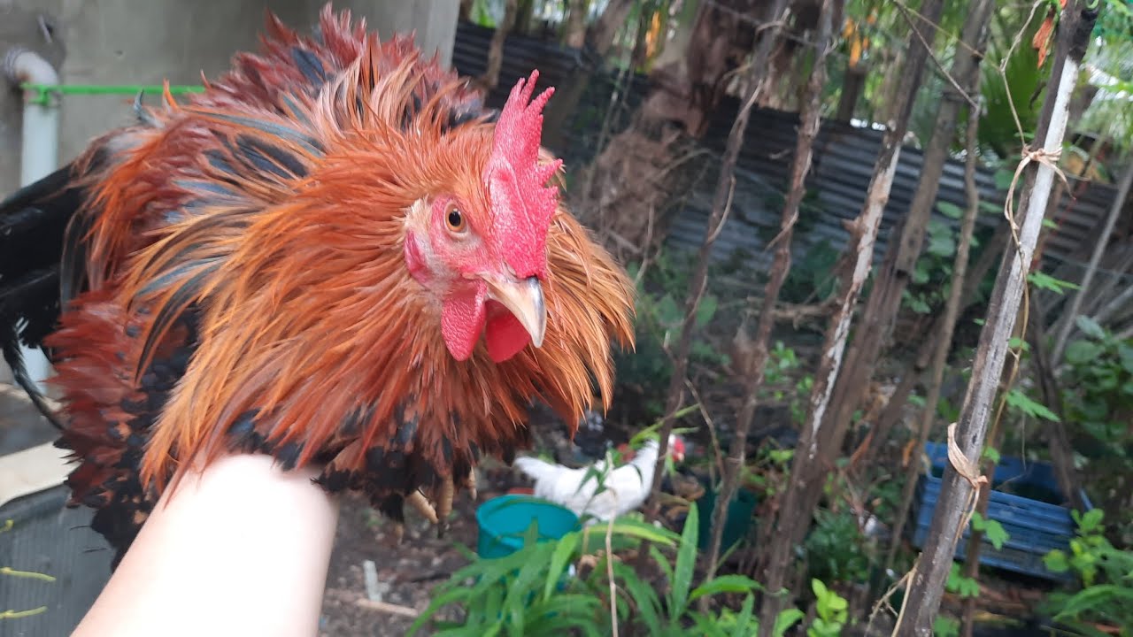 FRIZZLE chickens' Garden activity.