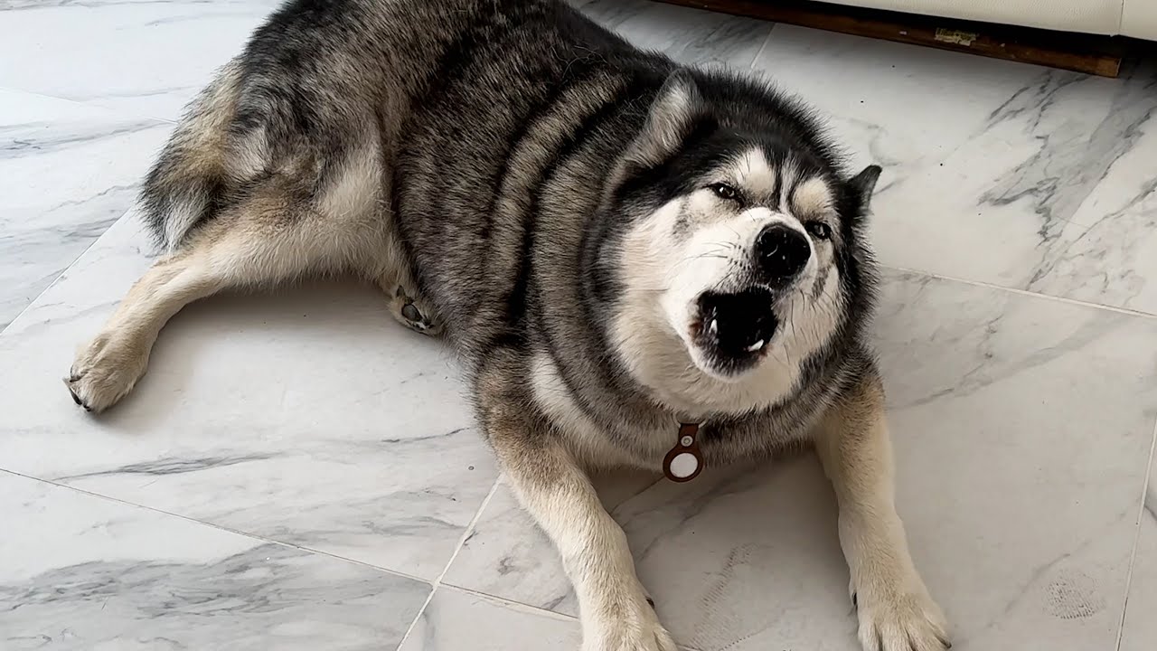 I Left My Husky With My sister And He Told Me Off For it!