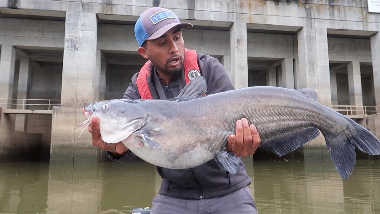 Río Infestado De Bagres Gigantes, Pesca De Bagres, Pesca Y Cocina, Parte 2