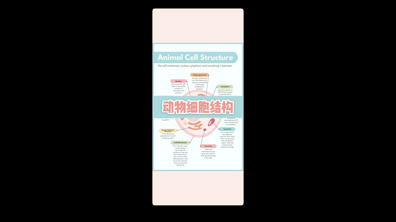 简介动物细胞的结构和功能 | Animal Cell Structure & Functions - 中英双语
