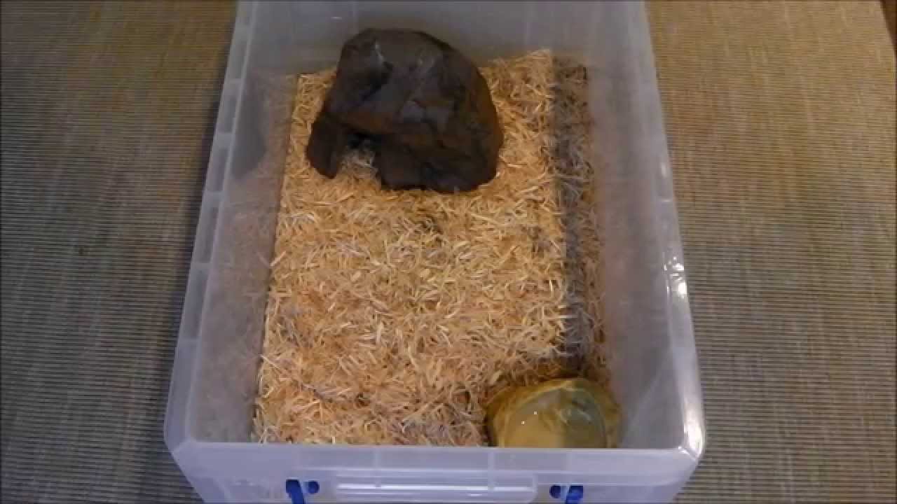 How to care for and set-up corn snakes 1080p HD