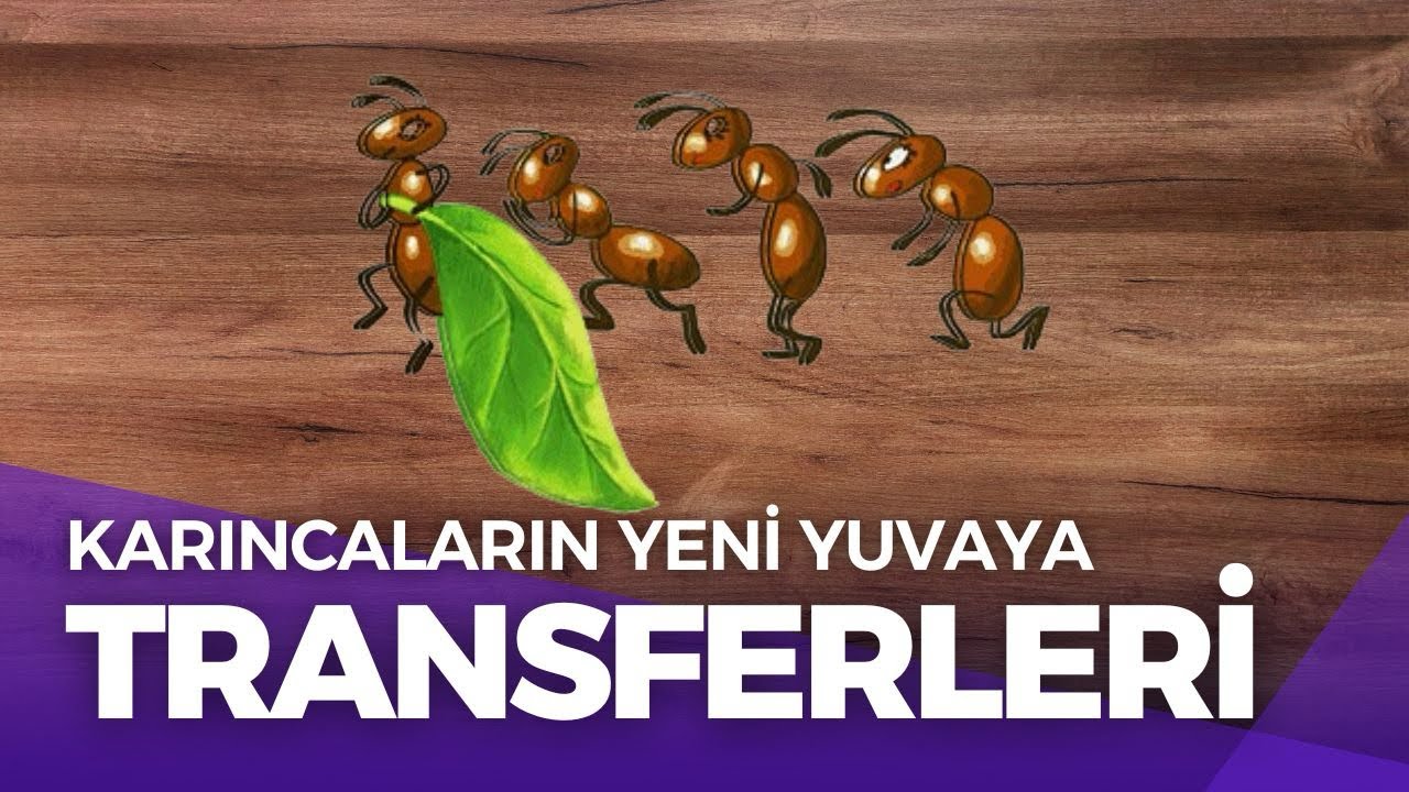 Karıncaları yeni yuvalarına transfer ediyoruz( KAÇTILAR)