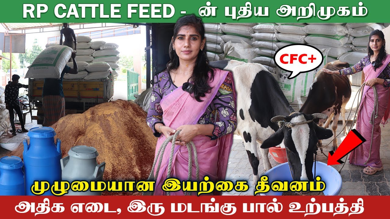 கால்நடைகளுக்கான முழுமையான இயற்கை தீவனம் (CFC+) | இளைஞர்களுக்கான Dealership வாய்ப்புகள் #RPCattleFeed