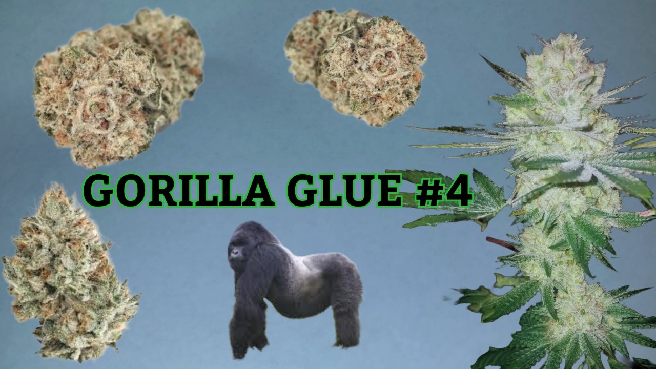 Gorilla Glue 4
