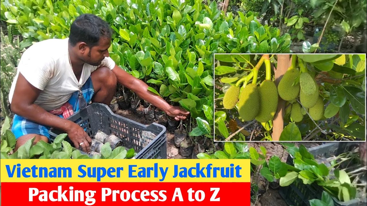 Vietnam super early jackfruit (all season varieties) packing Process A to Z and full information