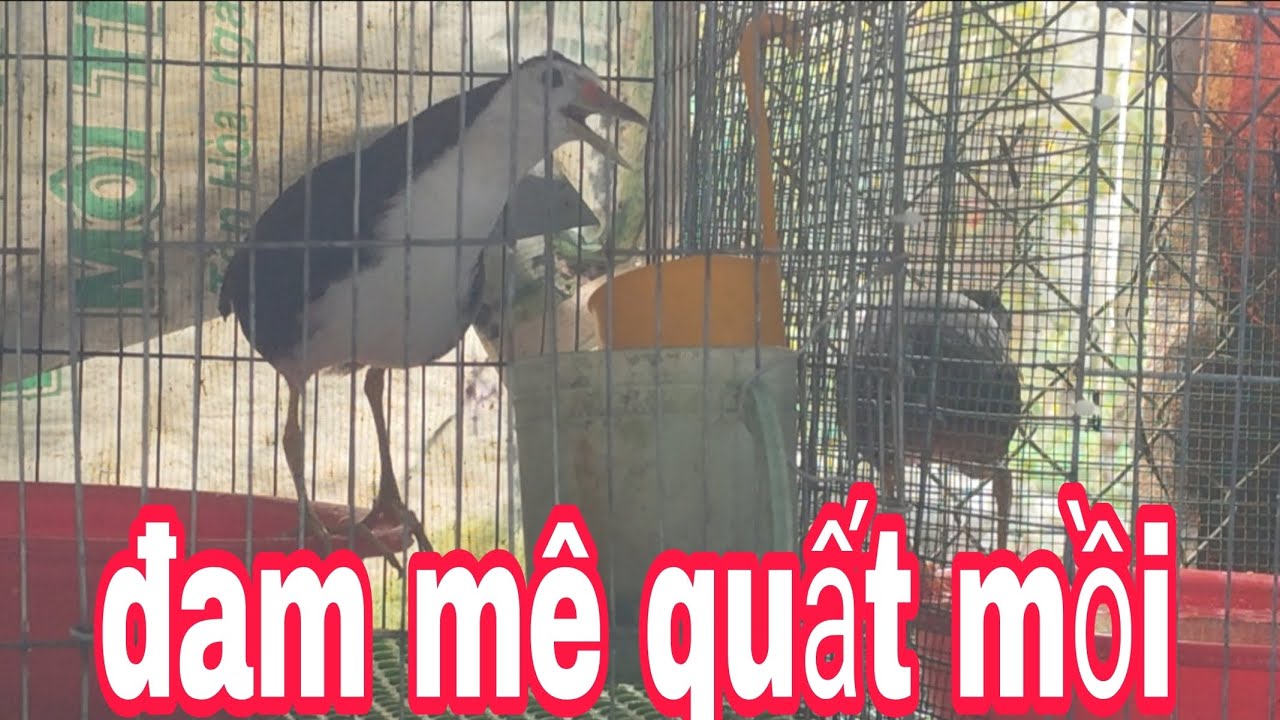 đam mê bảy Quốc 