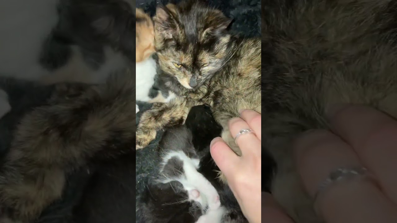 #котята