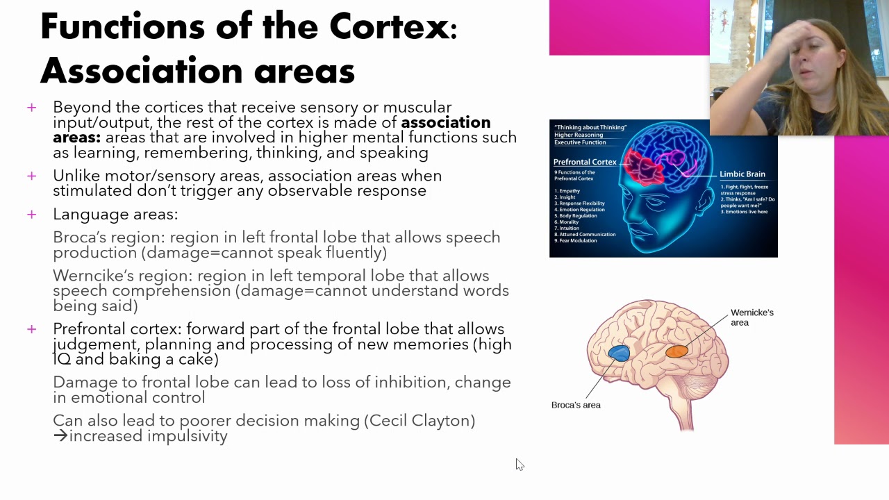 Module 12: The Cerebral Cortex