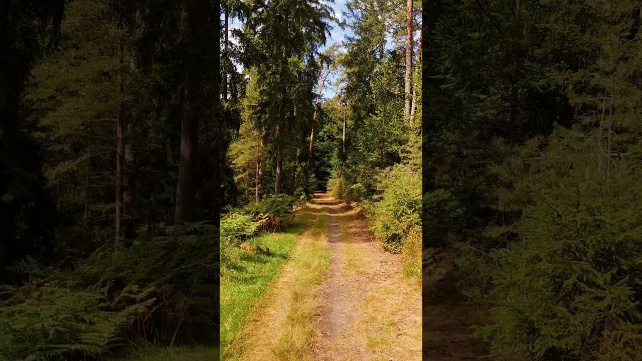 Um Burgwald #europe #nature #germanytourism #germany #travel