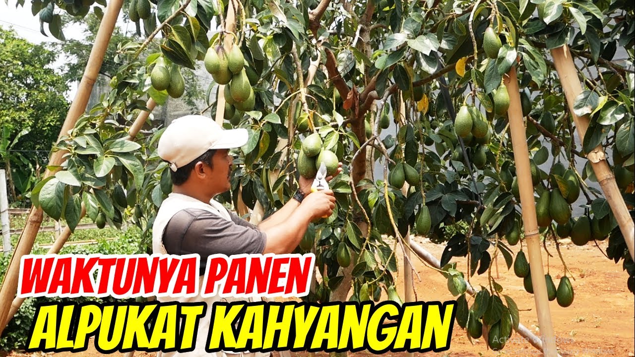 Panen Alpukat Kahyangan