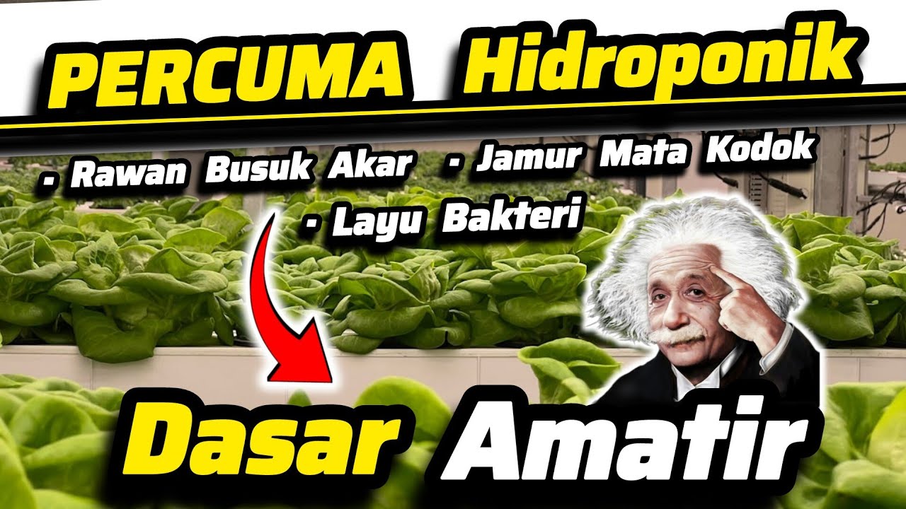 🤦‍♂️Petani Hidroponik Amatir🤦‍♂️ Tanaman Hidroponik Busuk Akar + Layu Bakteri+Busuk Jamur🤣 kok Nagis