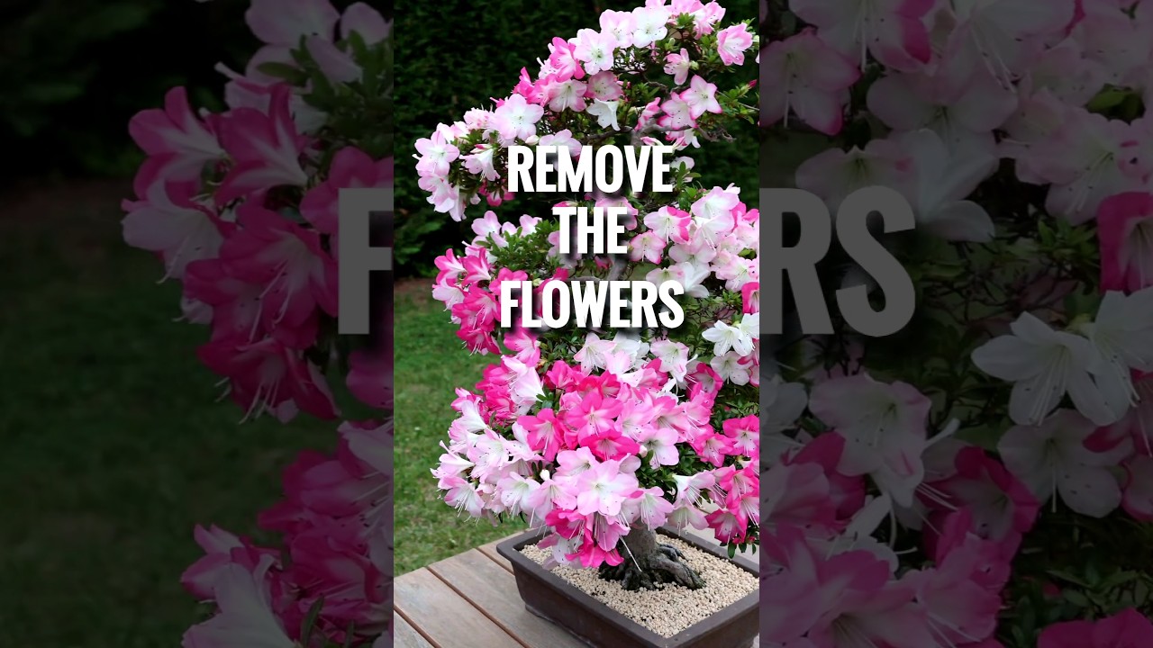 It's time to #azalea #bonsai
