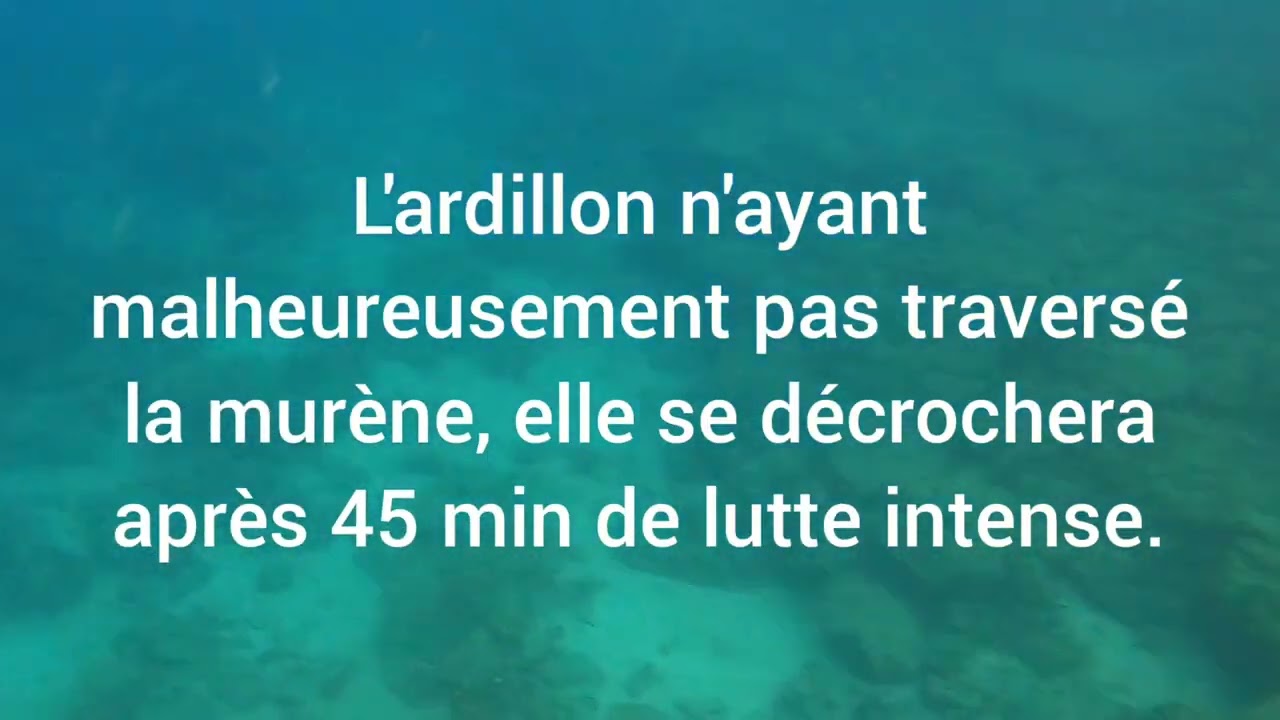 Chasse sous marine au pôle spear