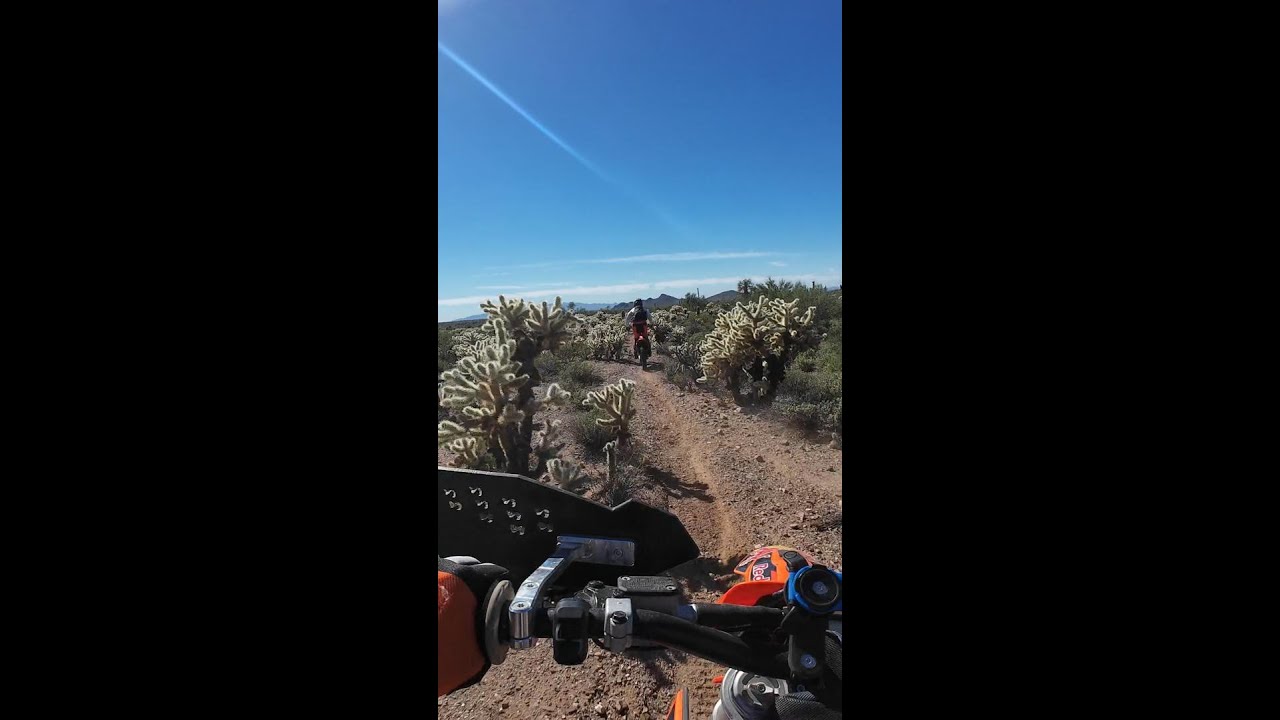 dont mess with this cactus  