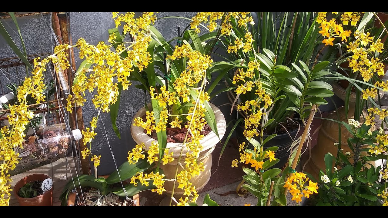 🌞ORQUIDEA ONCIDIUM(FLOR DE MAYO)🌞/ORQUIDEA TERRESTRE EPIDENDRUM AMARILLO/DENDROBIUM APHYLLUM/UPDATE