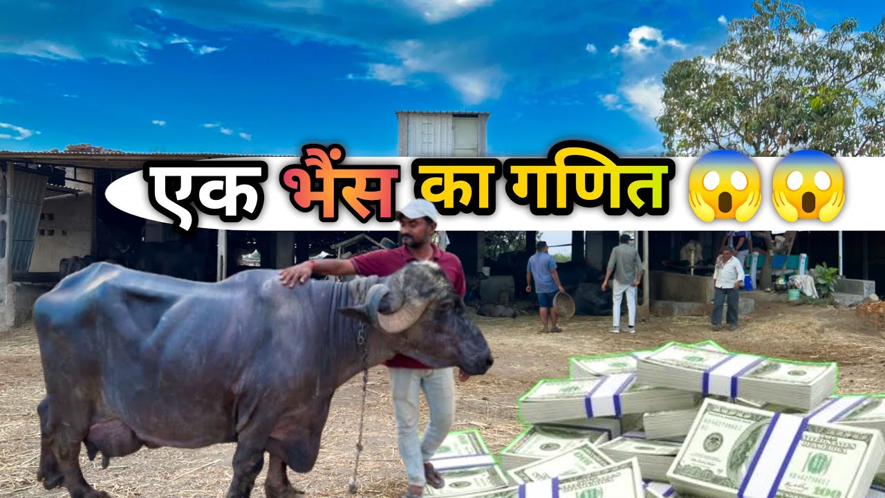 1500 से शुरू 50लाख का डेरी फ़ार्म गुजरात में #dairysolutionbysatish#baffalo#dairyfarm#