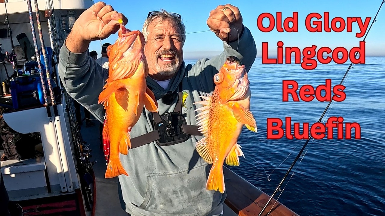 First Bluefin of the Year on the Old Glory! Colonet Lingcod Monsters & Steady Reds