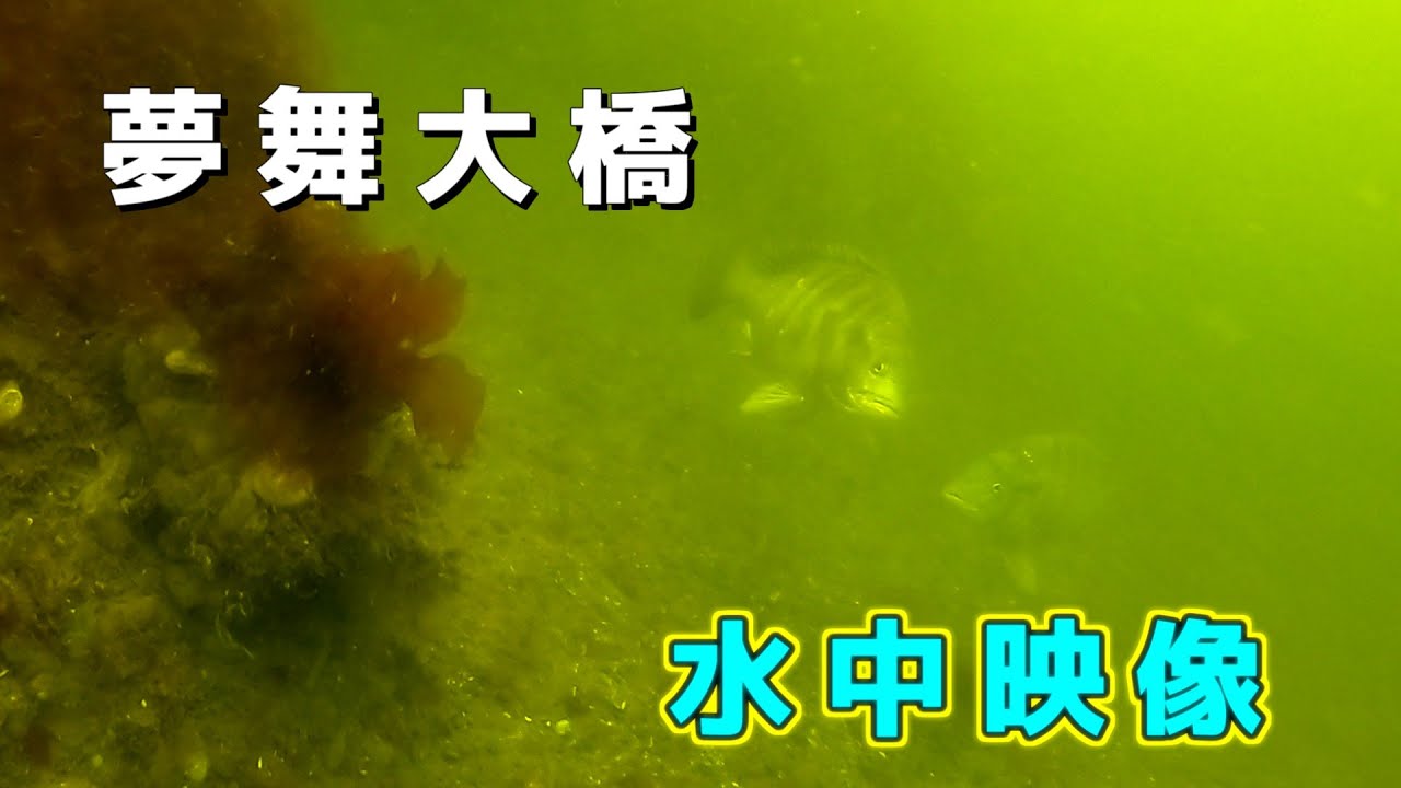 【大阪舞洲】人気釣り場スポット『夢舞大橋』３月上旬の水中映像  No.249