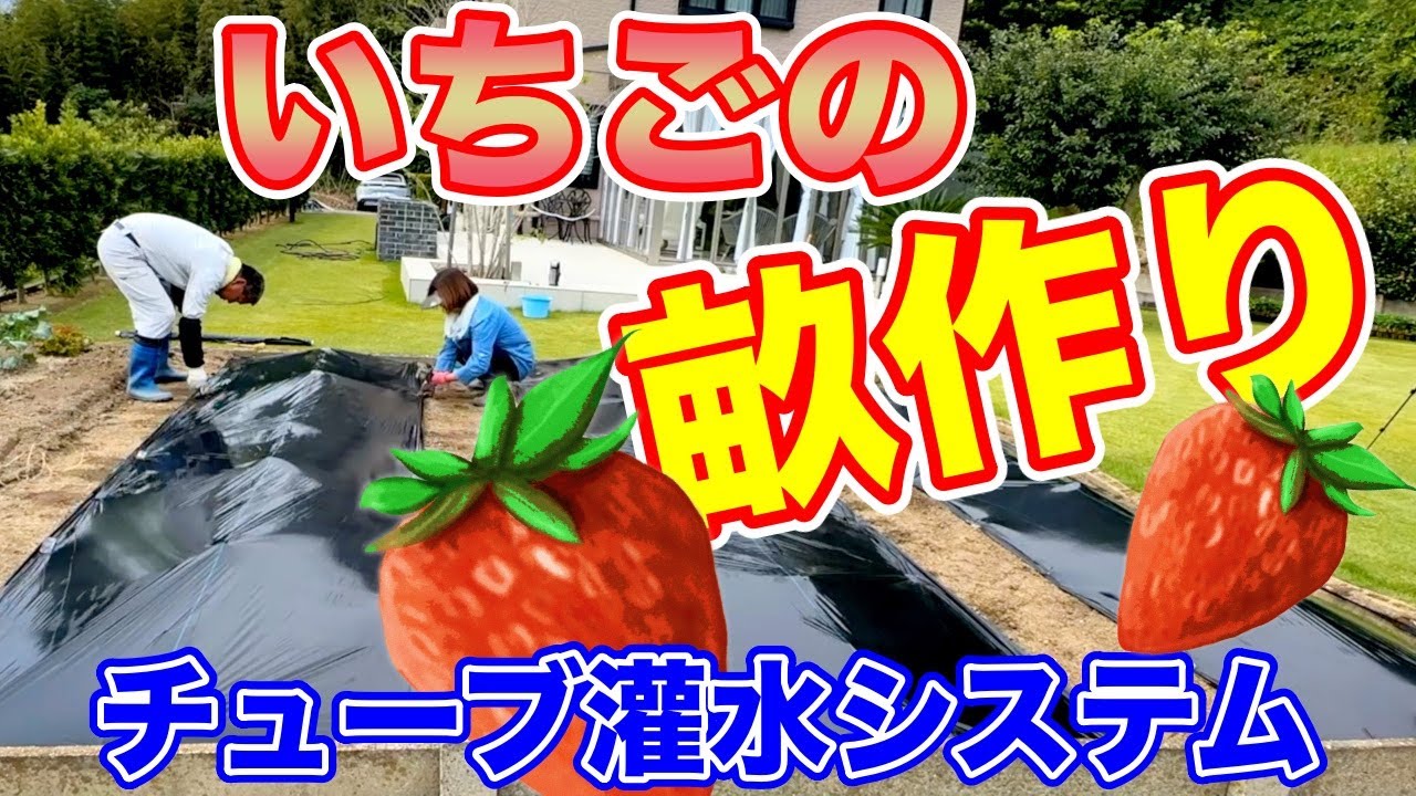 畑でイチゴを育てる為の最適な畝作りをご紹介します。〜サラリーマンでも出来るいちご栽培シリーズ〜