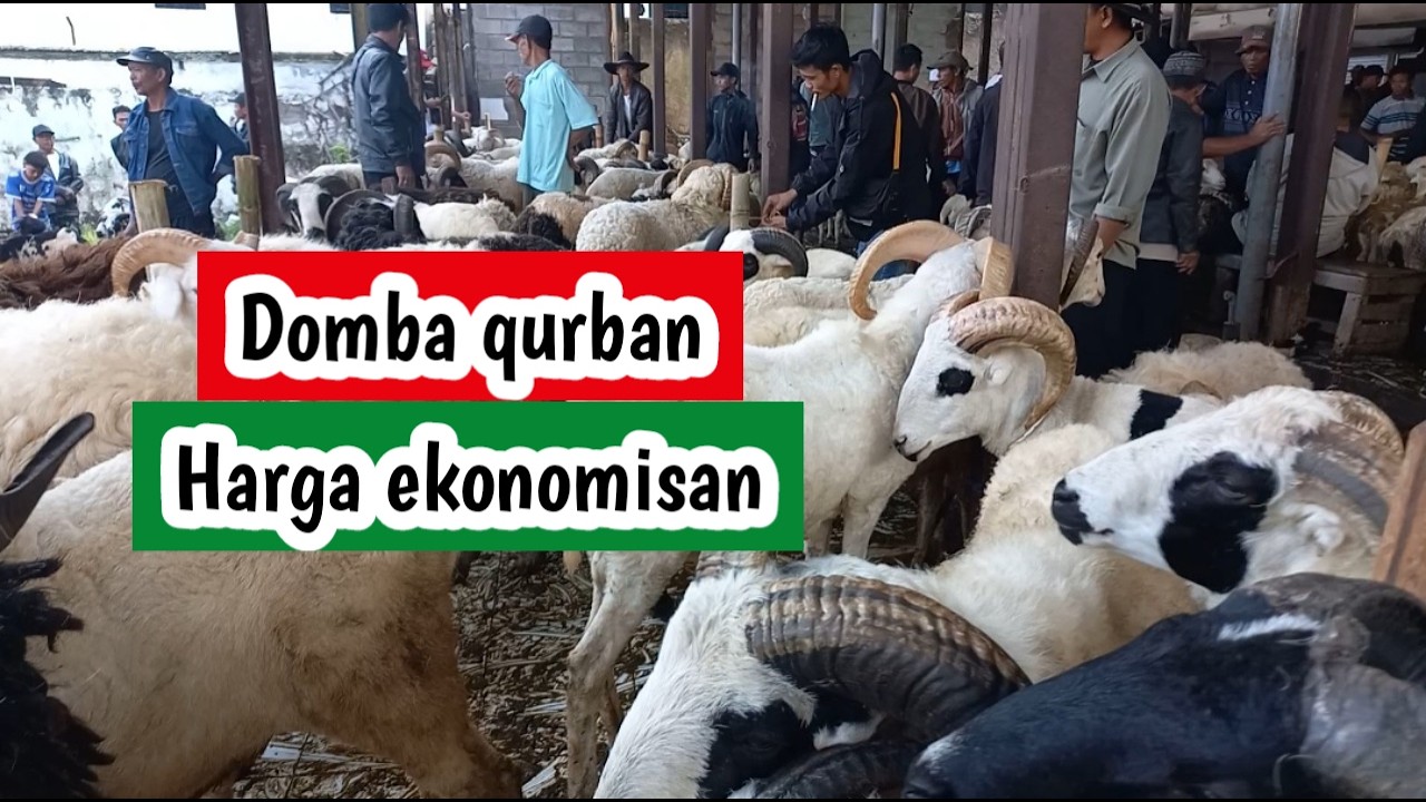 Domba qurban harga ekonomis paling laris (070426)
