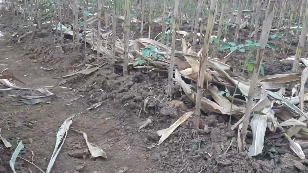 cara tanam tomat di selah jagung