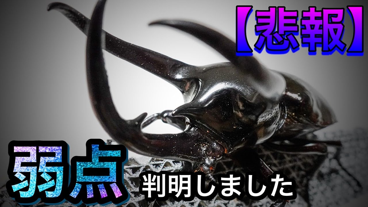 コーカサスオオカブトに致命的な弱点が見つかりました…【たっカブ】