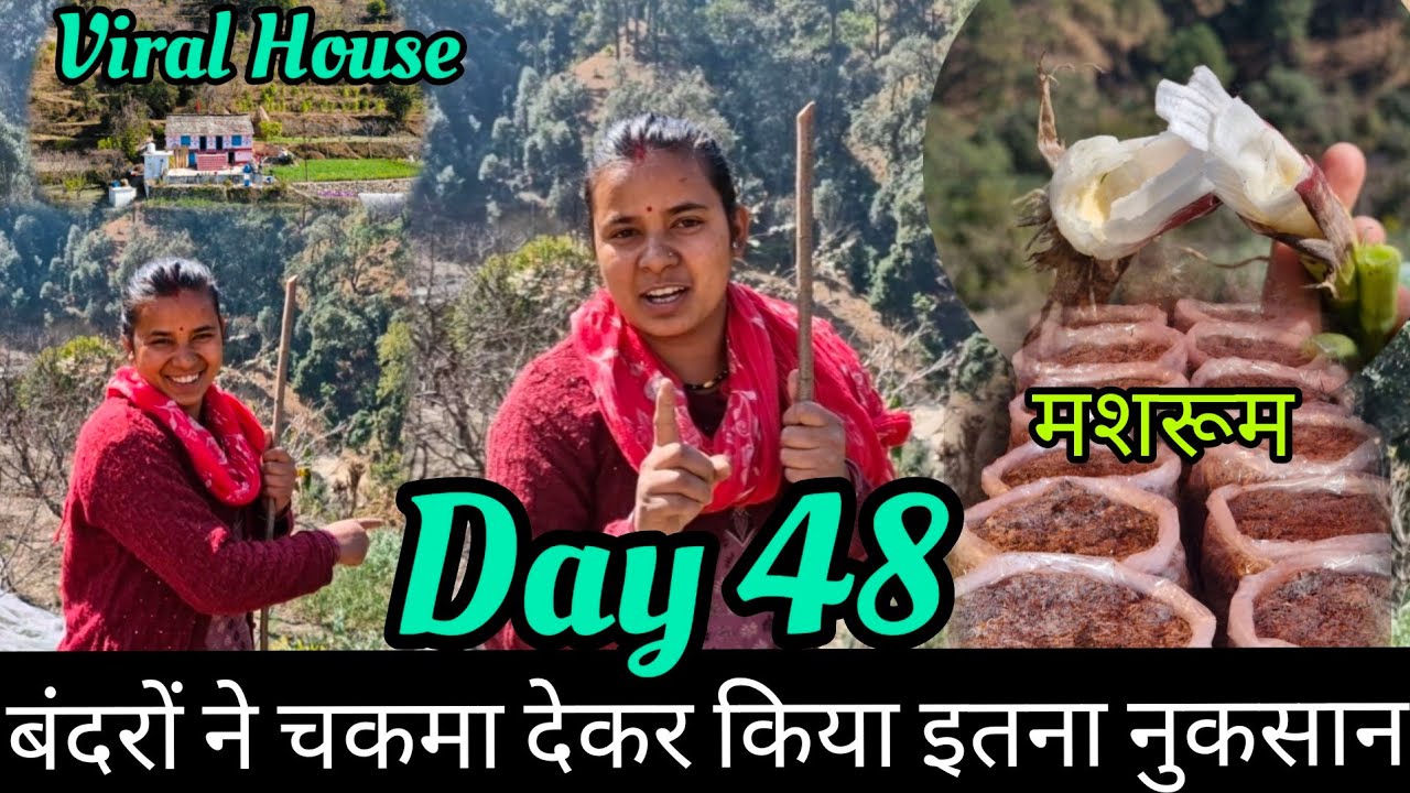 बंदरों ने परेशान किया तो फिर उड़ाया ड्रोन । दिन में ही आया बाघ । @pushkar_karayat 