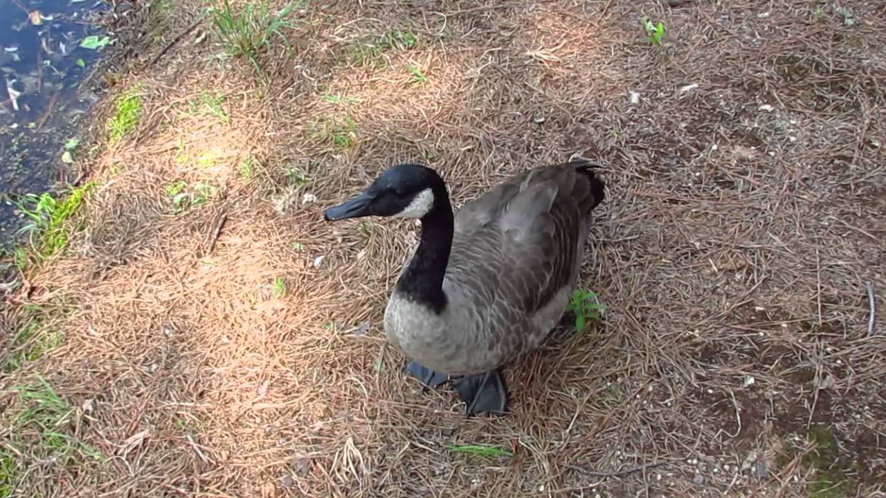Canada geese by a small pond