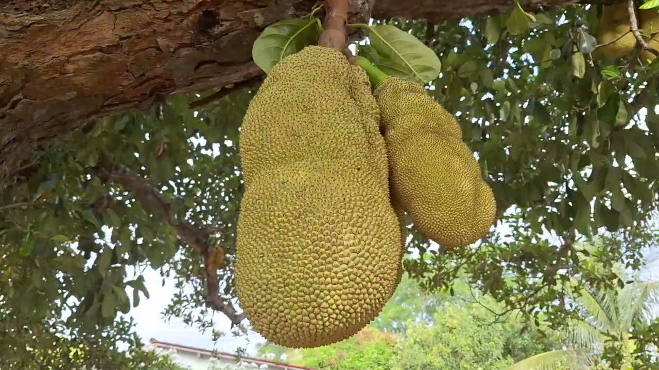 VOU MOSTRAR AS FLORES E AS FRUTEIRAS DA CHÁCARA MAANAIM. ACAMPAMENTO DE DEUS. 