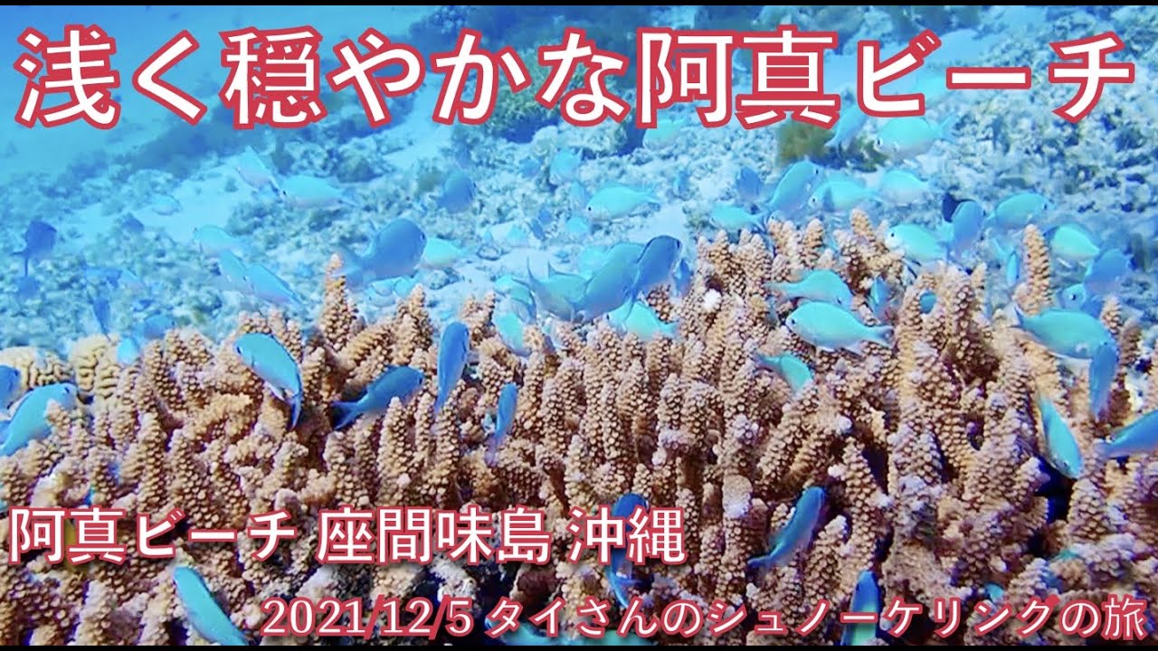 【#51 タイさんのシュノーケリングの旅 】浅く穏やかな阿真ビーチ 座間味島, 慶良間諸島, 沖縄, Tai's Journey
