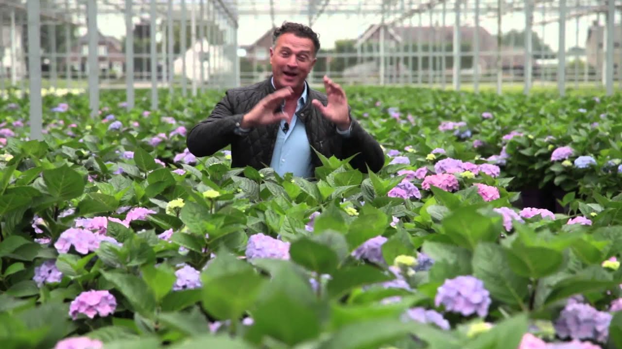 Waar zet je de Hortensia in de tuin? | Alles over de Hortensia | Tuinmanieren