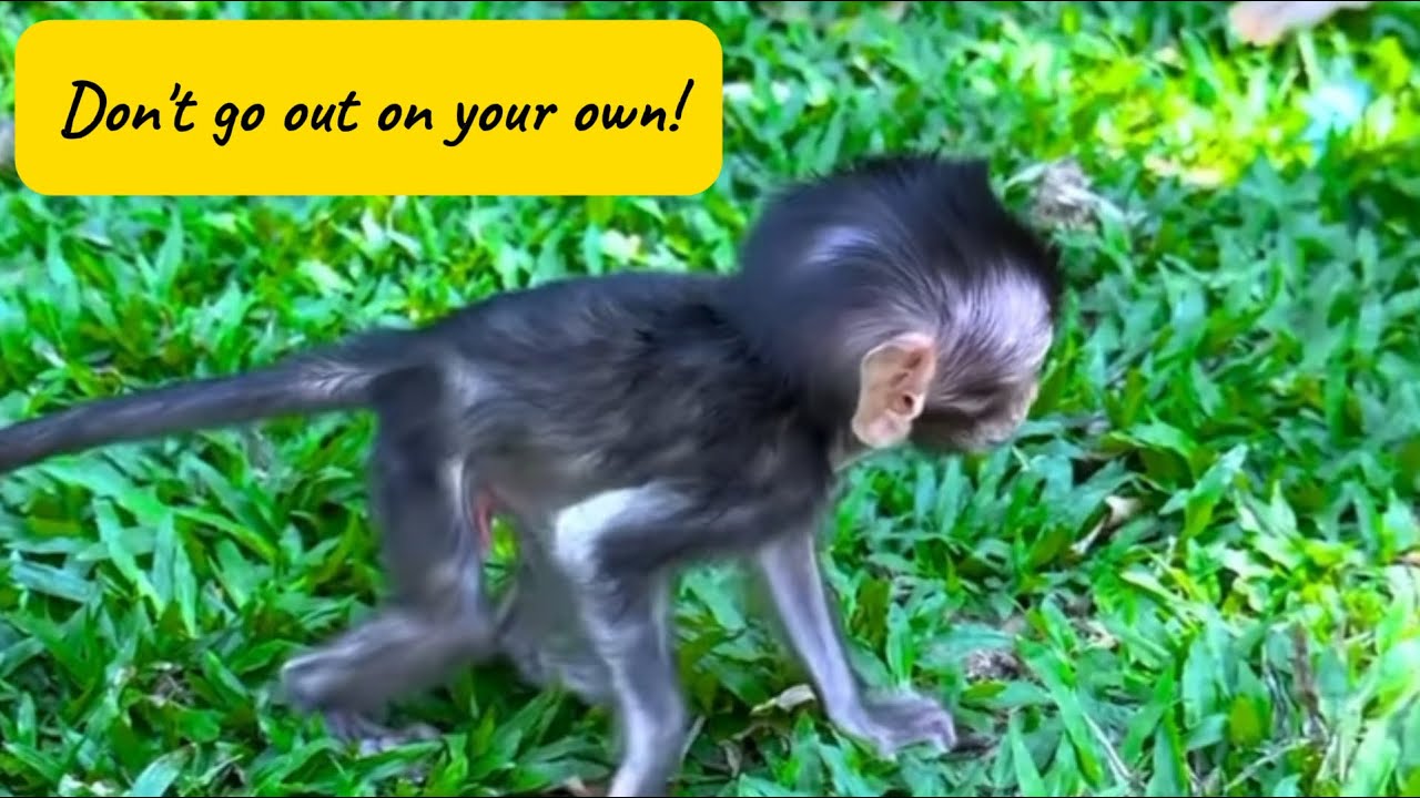 Big Brother Monkey Rushes to Stop the Little One 🐒💨