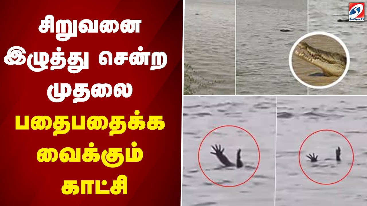 Crocodile Attack| சிறுவனை இழுத்து சென்ற முதலை - பதைபதைக்க வைக்கும் காட்சி