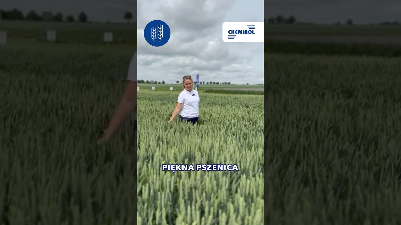 #ochronaroslin #zboża #fuzarioza #septorioza #AsPik250EC #zdroweplony