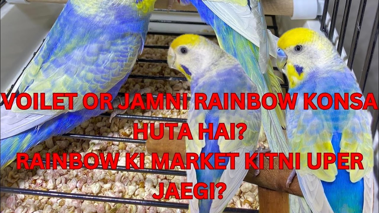 RAINBOW BUDGIES MAIN JAMNI RAINBOW KISKE PAS HAI? || JAMNI RAINBOW HUTA KYA HA?